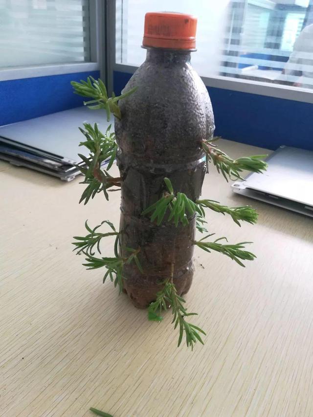 矿泉水瓶种植物图片