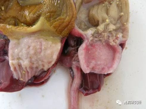 为什么你的鸡场频繁出现腺胃炎?找对原因,对症用药轻松治愈