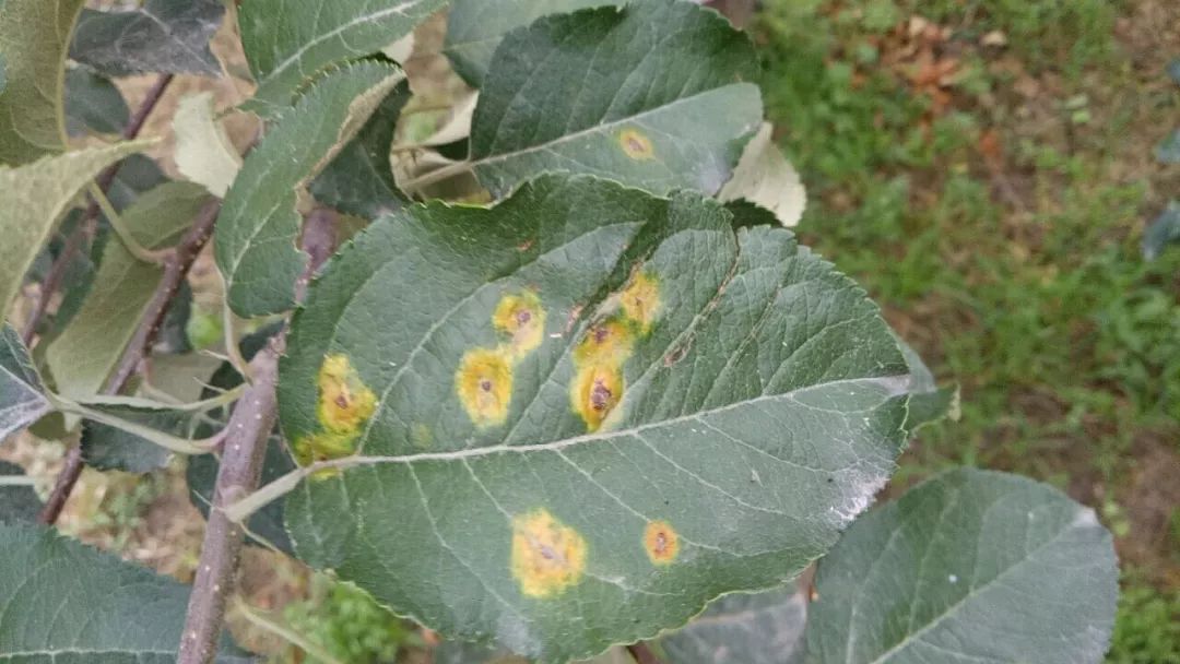 果树专家朱玉梅解答:苹果锈病,真菌病害,病部的锈孢子成熟后,随风