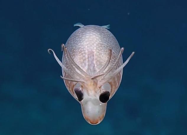 深海罕见的小猪鱿鱼像猪又像鹿