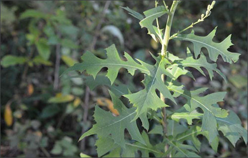 原创冷知识指南草心形珊瑚岛猫须的作用及海鸟是可以喝海水的