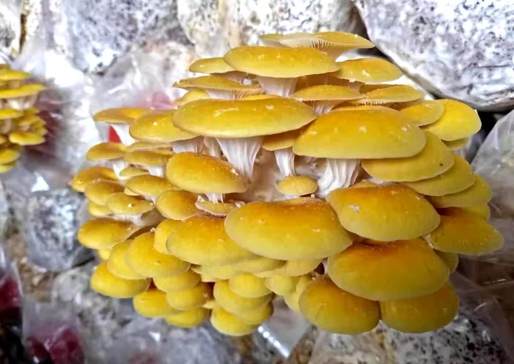 小小菌菇托起致富梦