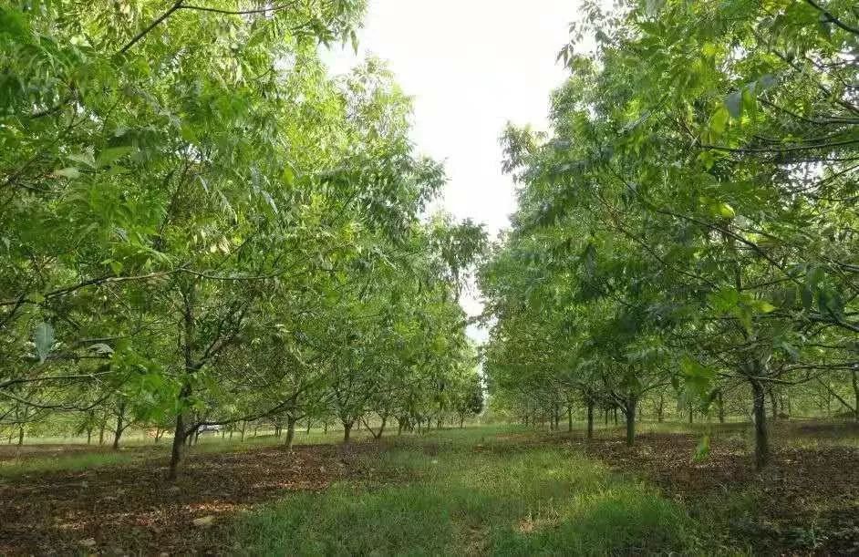 万亩碧根果产业园淮阴种猪场农房改善项目(现代化农村社区)党员牡丹