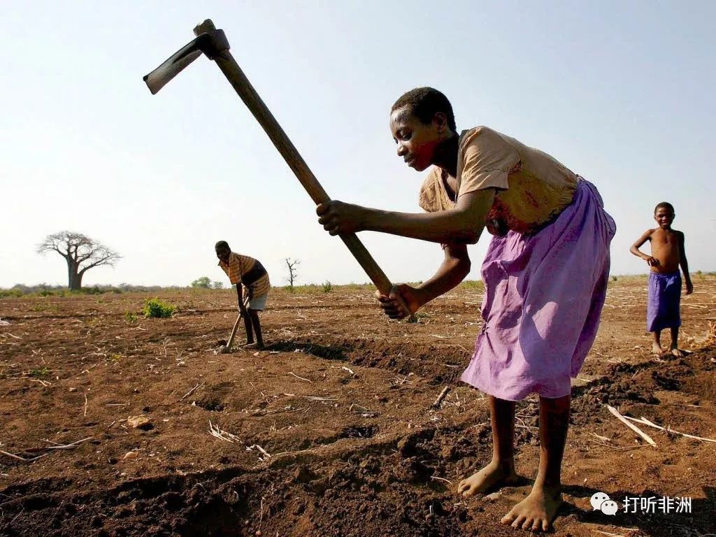 非洲当地农民高度依赖旱作农业导致非洲的农村人口更易受到气候变化的