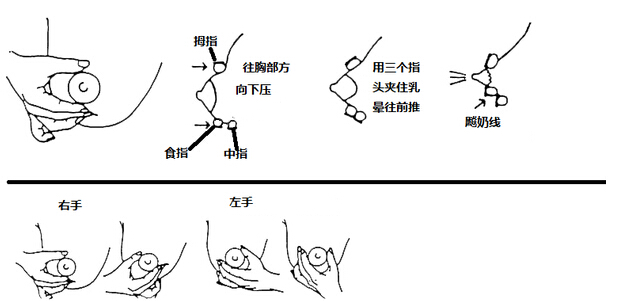 手动挤奶方法 正确图片