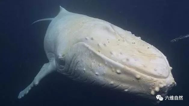 由于没有获得更多米伽罗的dna等资料,暂时没能确认座头鲸米伽罗是白化