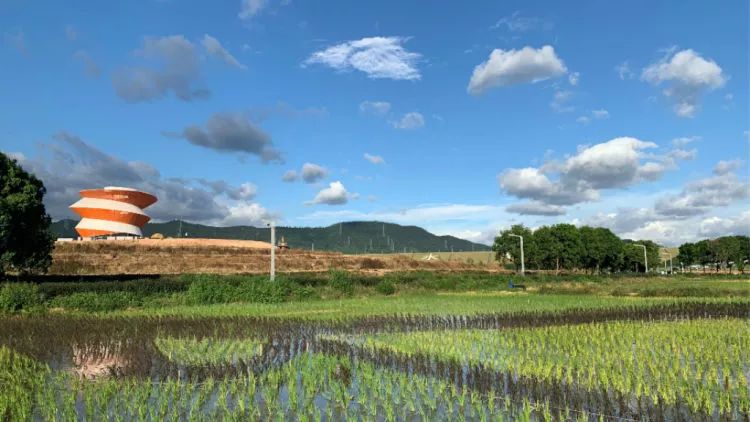 聚焦震撼光明小镇15万平方米稻田艺术景观9月上线玩转不一般的田地