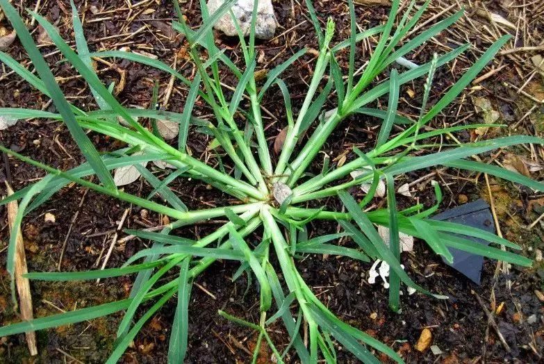 在农作物田地里它的根系极其发达,生命力也十分顽强这种野草叫"牛筋