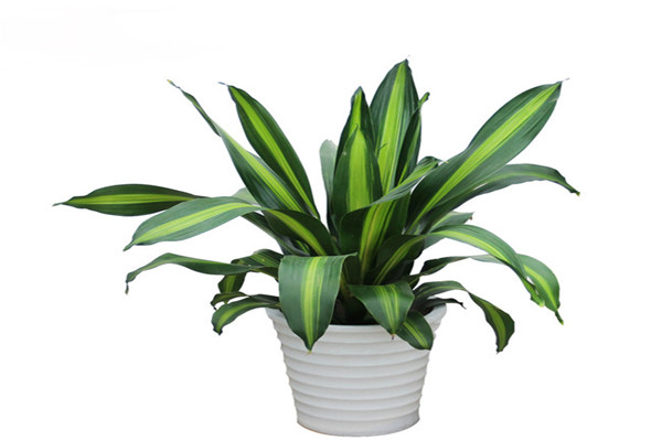 简单的解决方法:为控制盆栽植物的霉菌生长,在土壤表面撒上些观赏石.