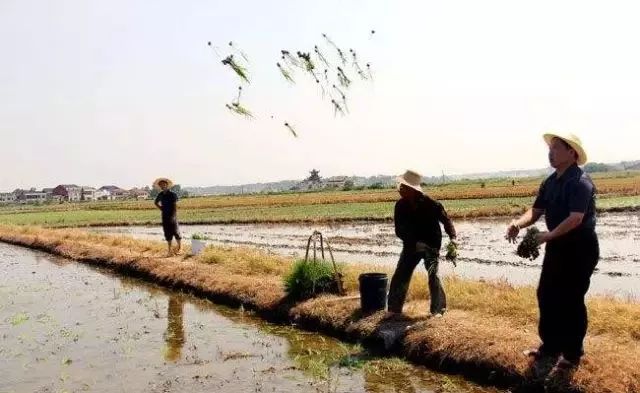 当前晚造水稻抛秧管理技术要点