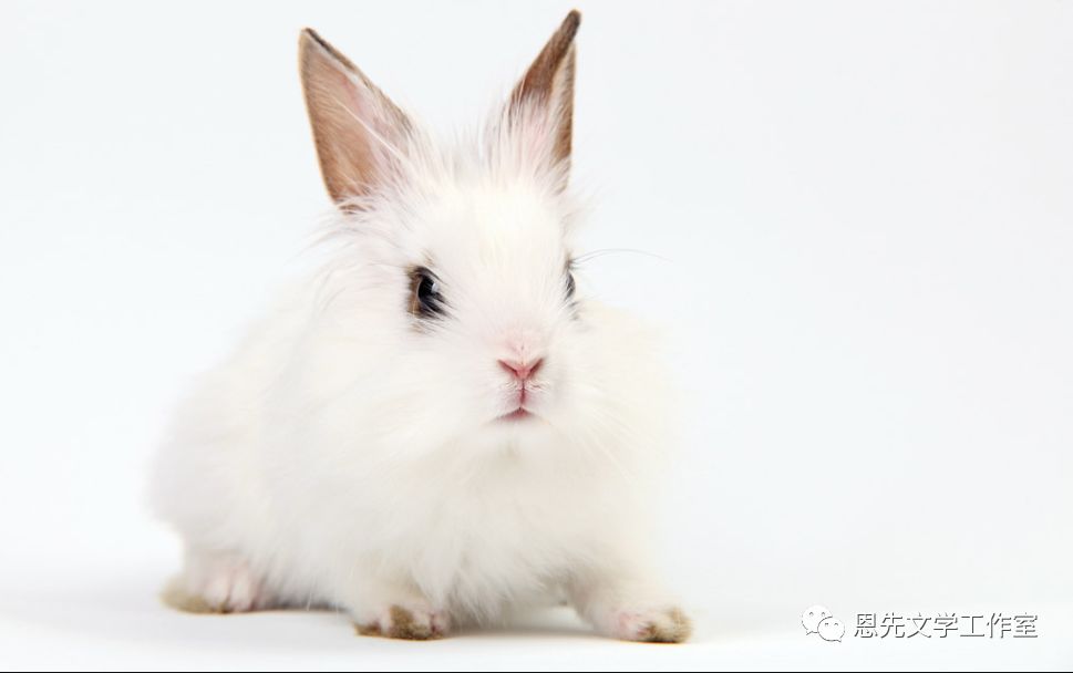 我的好朋友小兔/刘月_兔子