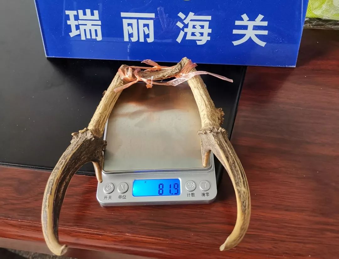 麂子角2019年上半年,瑞丽海关查获2起进境旅客携带疑似鹿科制品共