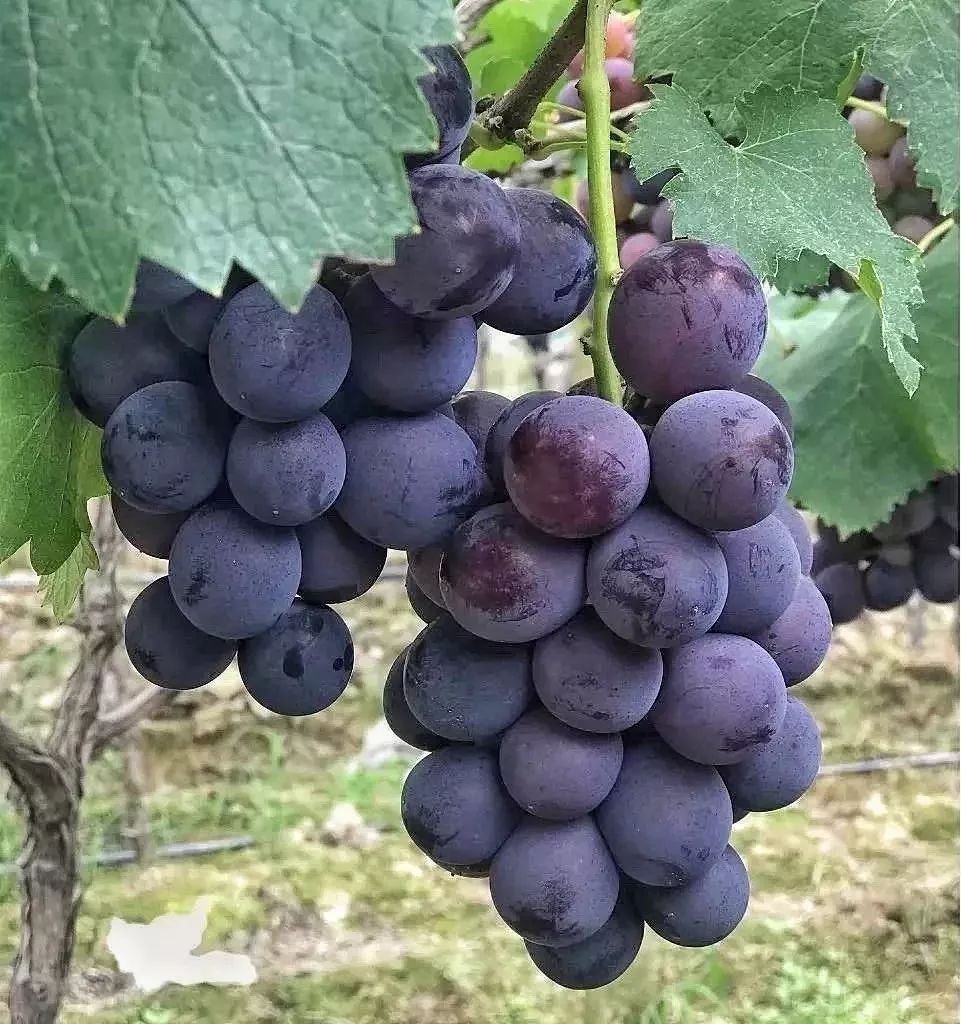 果粒最大的葡萄品种图片