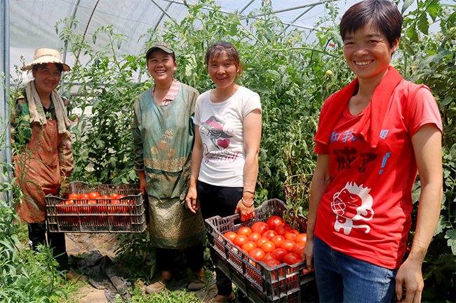 骔岭镇扶贫基地迎丰收90万斤西红柿陆续上市助农增收