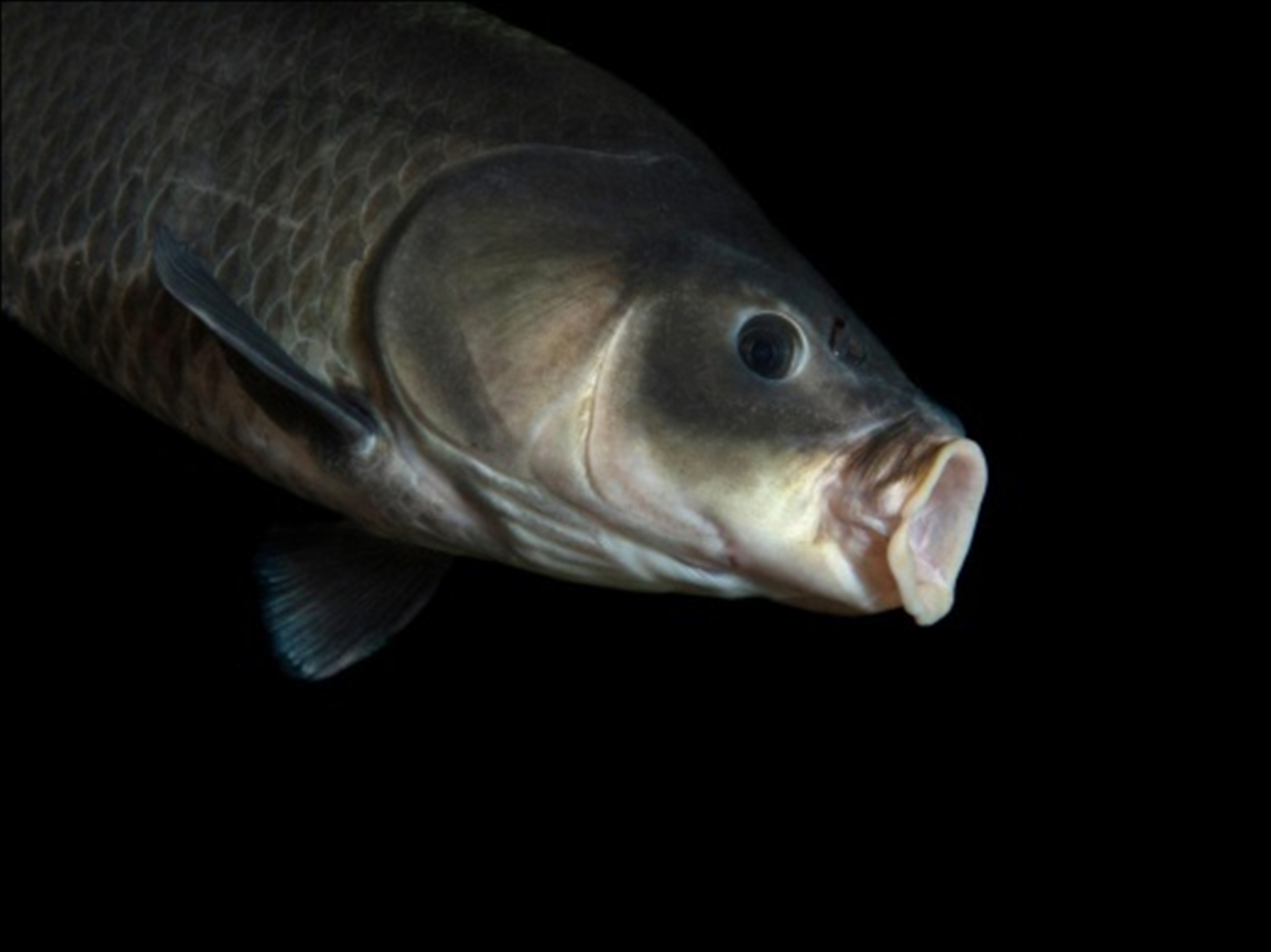 在美国发现了112岁的鱼,刷新了淡水鱼的长寿记录!