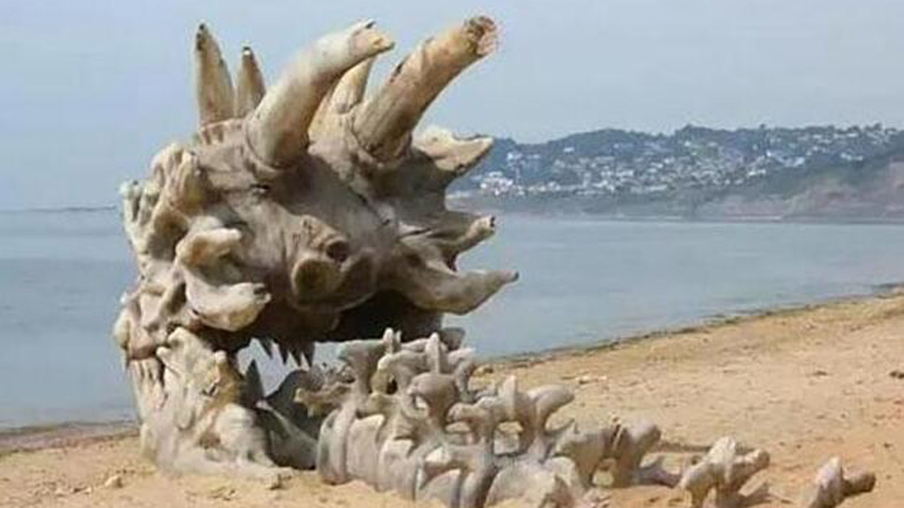 俄罗斯海滩发现一巨龙骸骨经过研究原来是这种生物