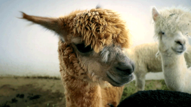 640_360gif 动态图 动图