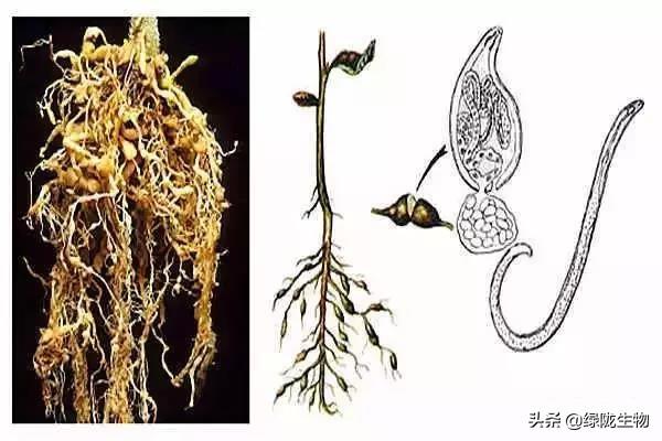 最全线虫病害汇总,防治线虫没有想象中那么难!(三)_植物