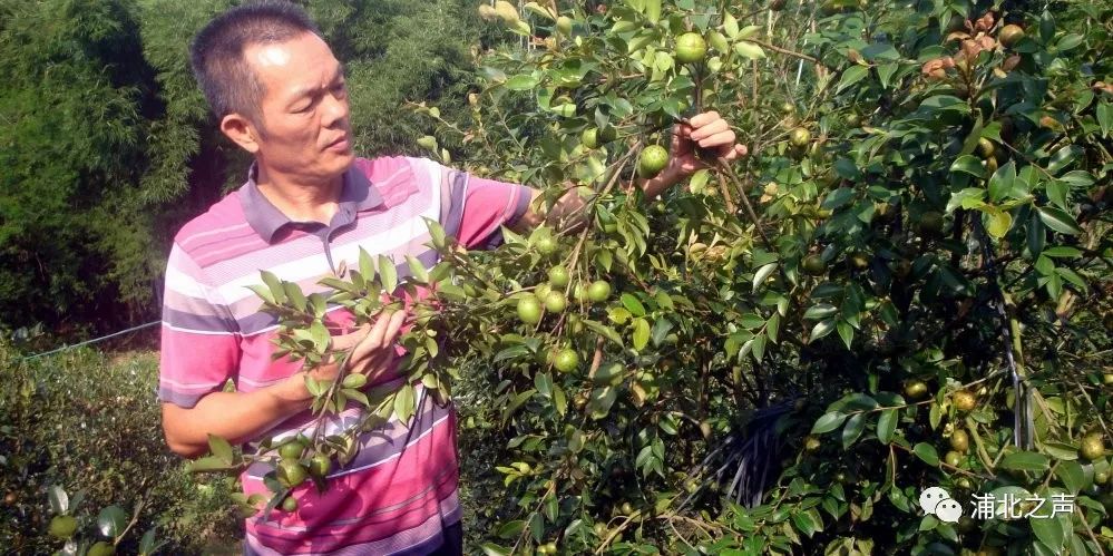 油茶喜掛果茶農笑聲多