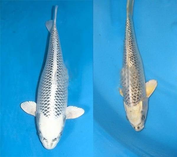 每天认识一种鱼680丨银松叶锦鲤松子状的鳞片