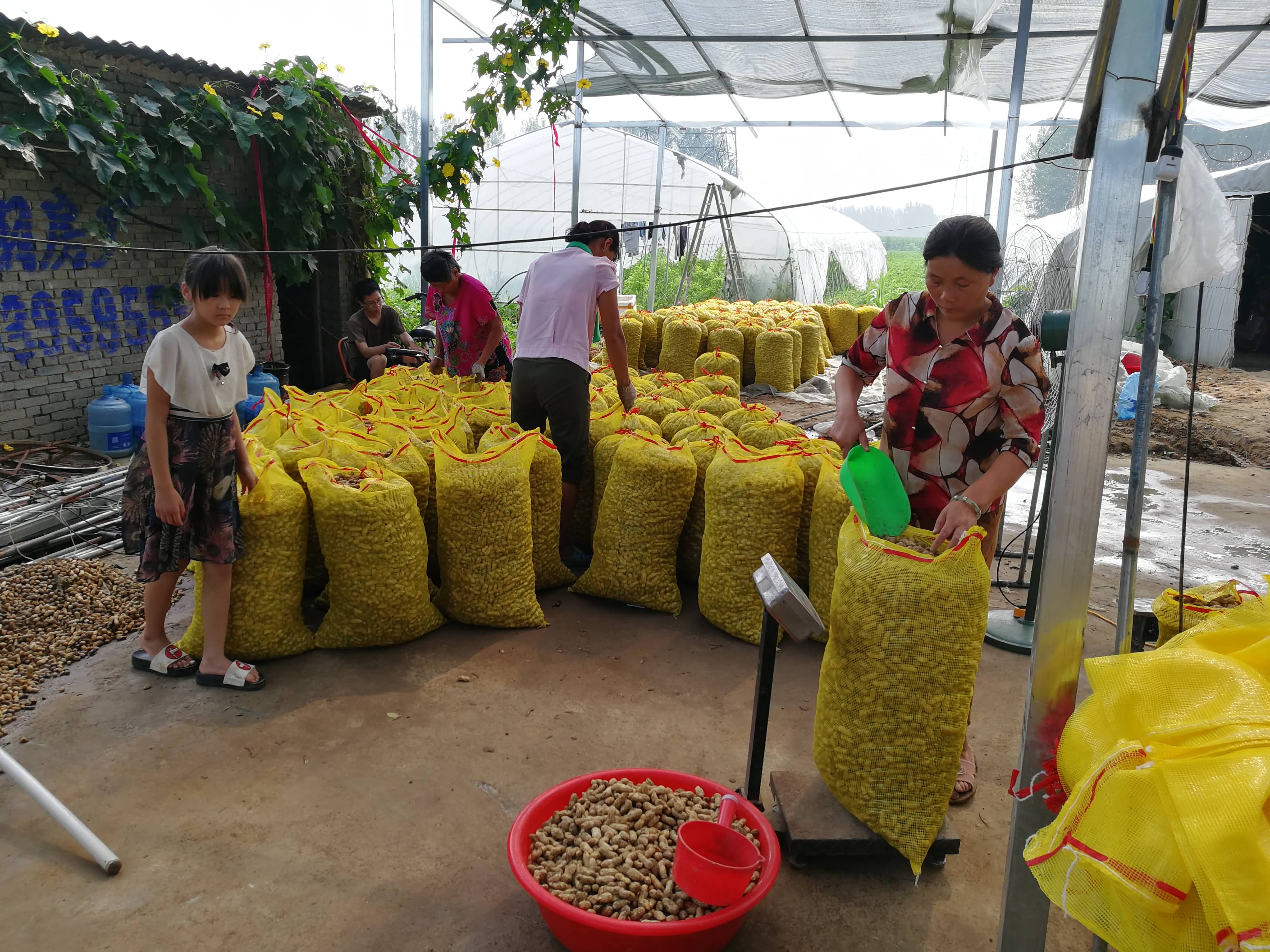 鉴于鲜食花生种植时效性比较强,在种植管理,机械配套,收购筛选环节
