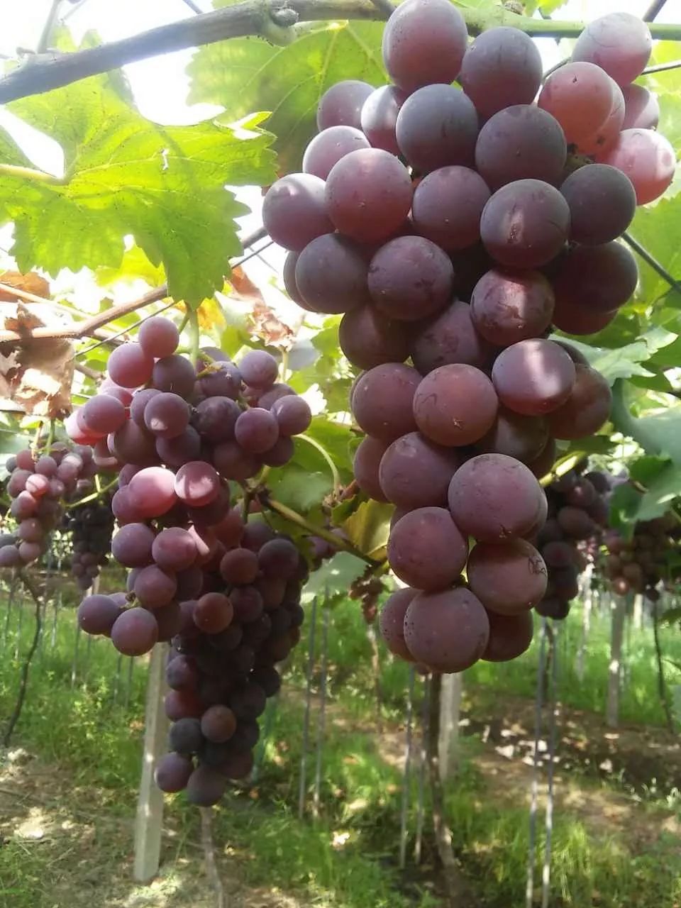 久等了火爆夏天的浦江巨峰葡萄来古镇了5斤仅348元速度抢购