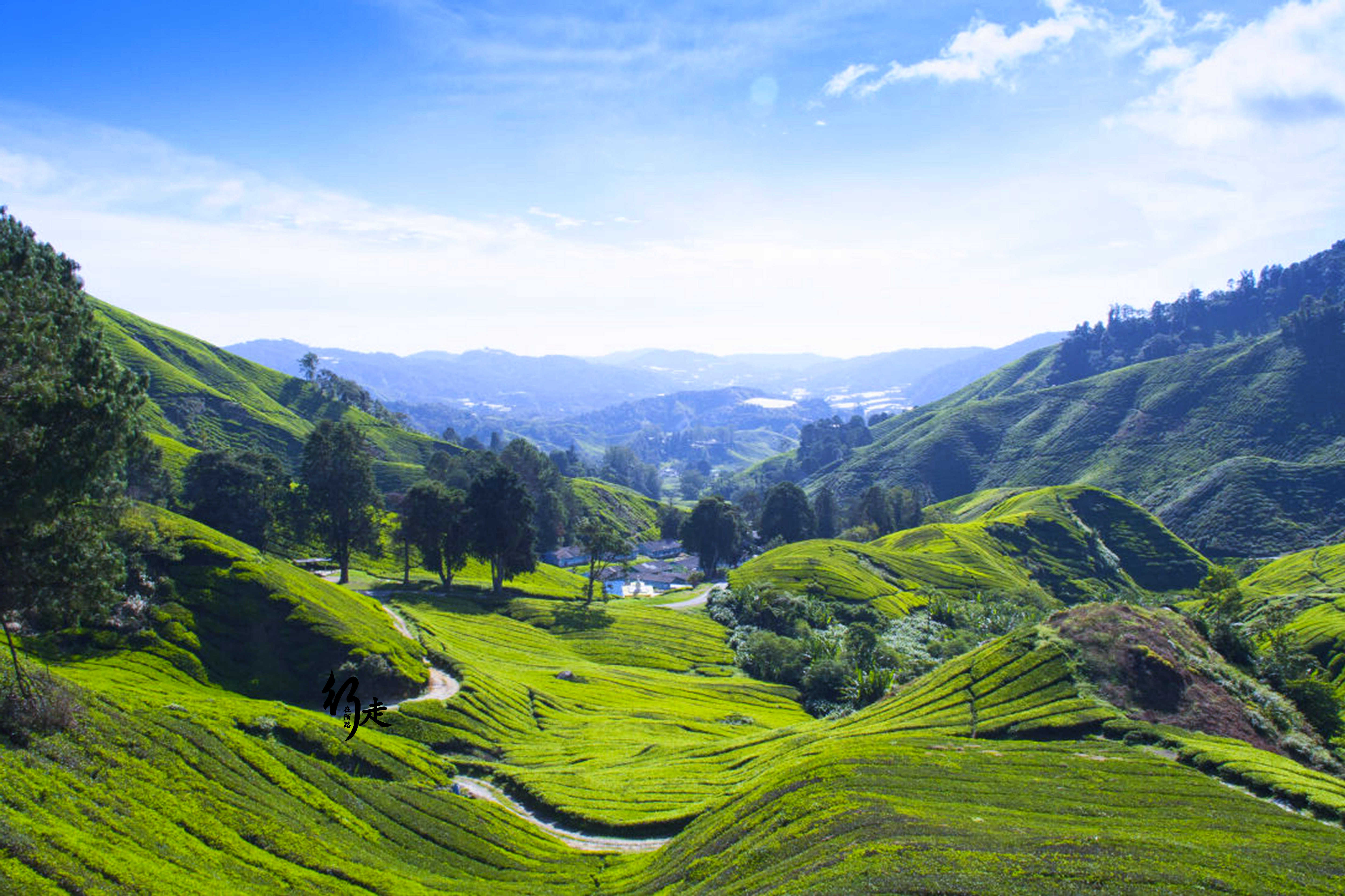 马来半岛金马伦高原茶园面积东南亚最大绰号亚洲小英国