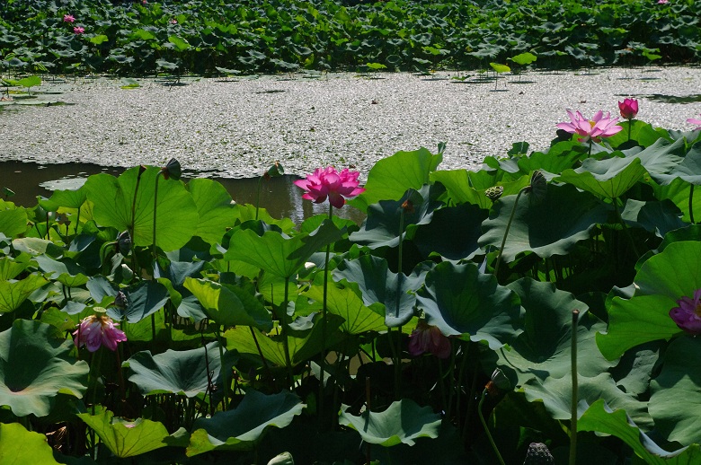 來武漢植物園,和夏日清涼詩意撞個滿懷!