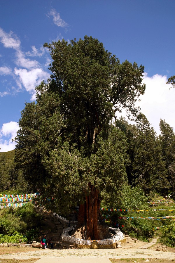西藏这株巨柏2600多的岁数被推翻,有专家测出树龄为3200多年