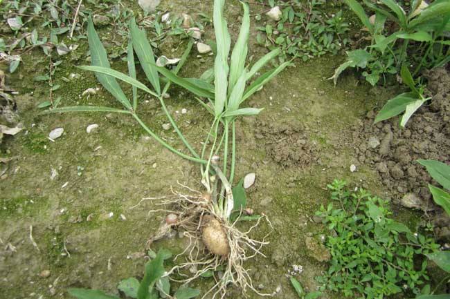 厚圃森半夏种植技术怎么种,经济效果好?收益也不错_块茎