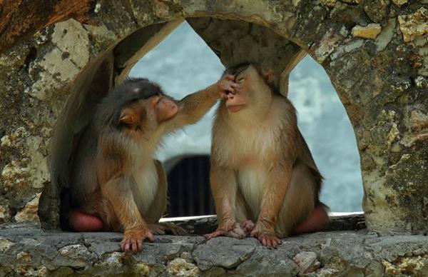 野生猴子配偶图片