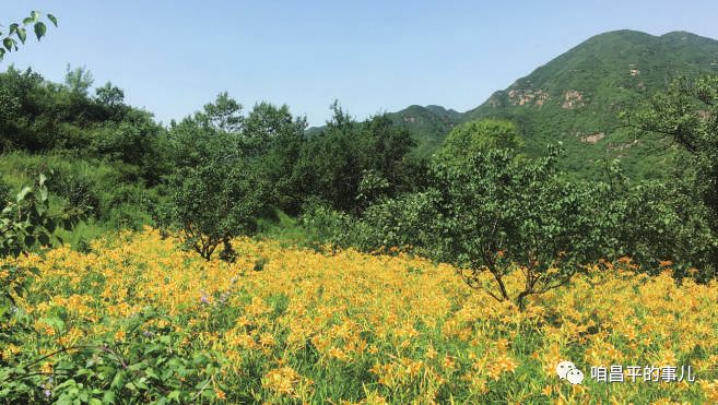 流村镇老峪沟村黄花种植助力小西藏农户腰包鼓了