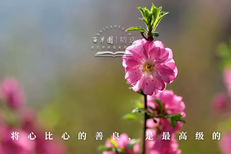 夜读:将心比心的善良,是最高级的修养