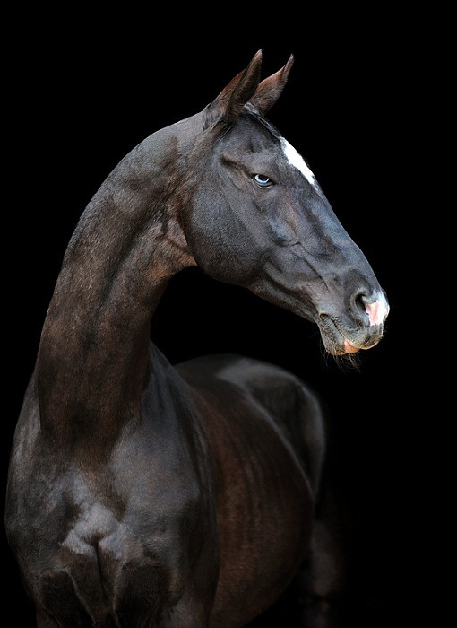 镜头下黑暗色的汗血宝马高贵而又优雅