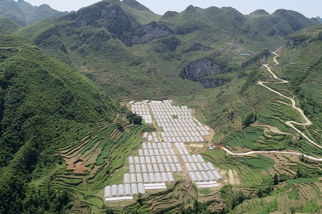 骔岭镇坡戛村蔬菜基地据了解,骔岭镇坡戛村蔬菜基地由恒大援建206栋