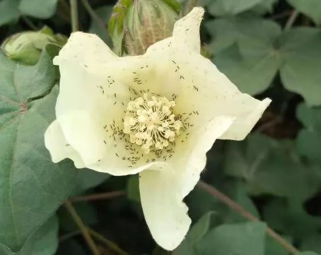 说说棉花田花蓟马防治问题一些看法_危害