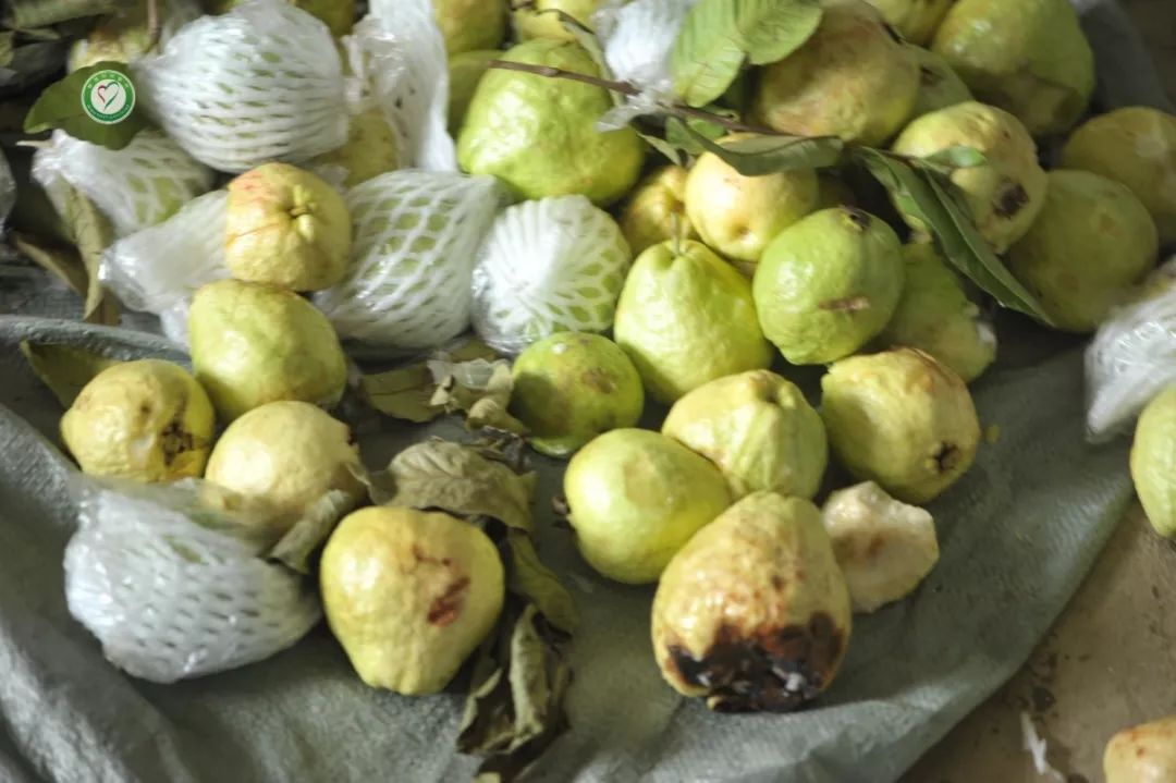 紧急求救连续雨天又遇市场危机贵港万福村番石榴损失惨重99元6斤番