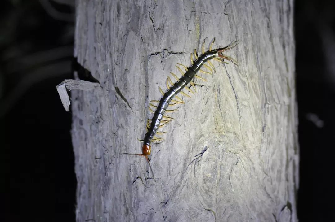 紫茉莉双叉犀金龟鼻优草螽中华大锹黄脉翅萤每场时间为18:00-21:00,仅