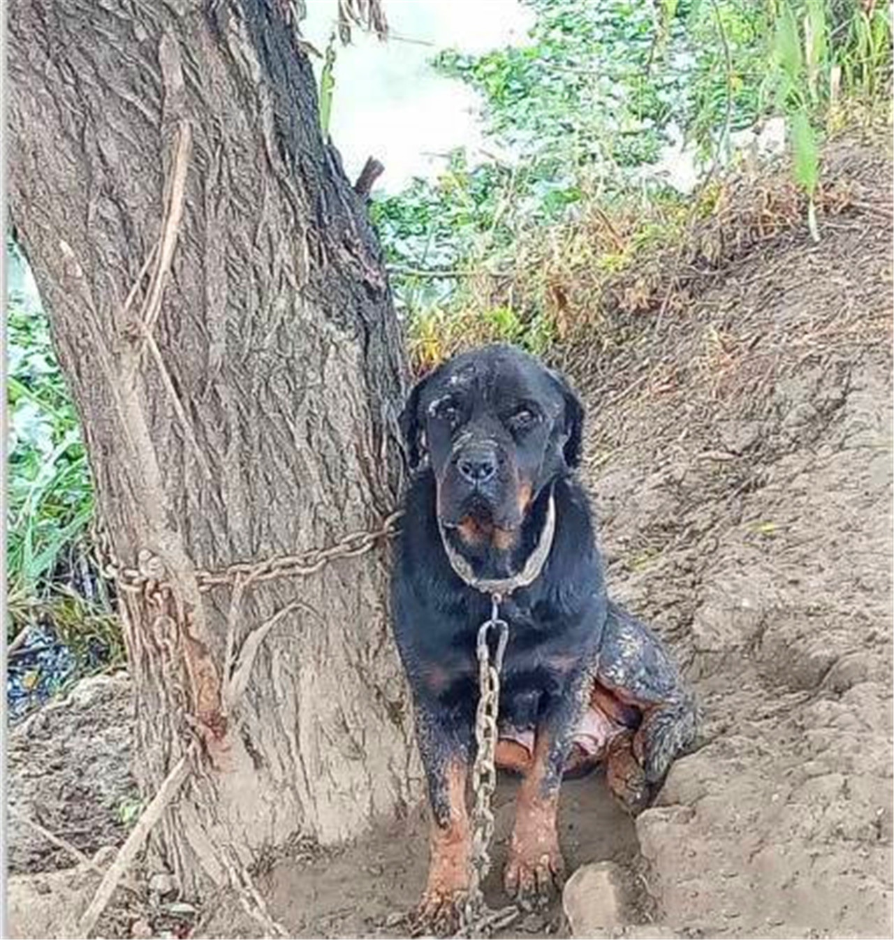 因为没法再赚钱了,狗狗被主人拴在树上4年不闻不问