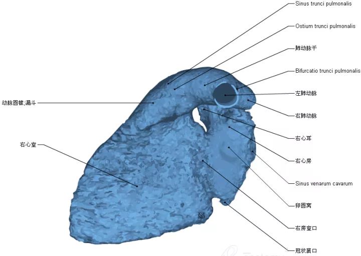 史上最強大的心臟解剖圖