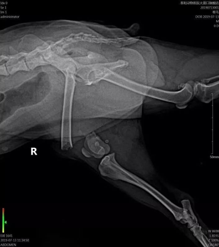 标准贵宾犬 骨骼图片