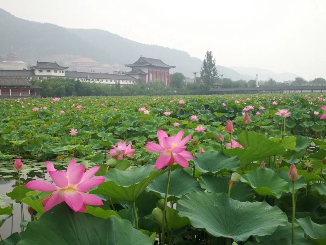 出門熟三分的洛陽夏天靈山蓮花溫泉帶你清爽一夏樂不思暑