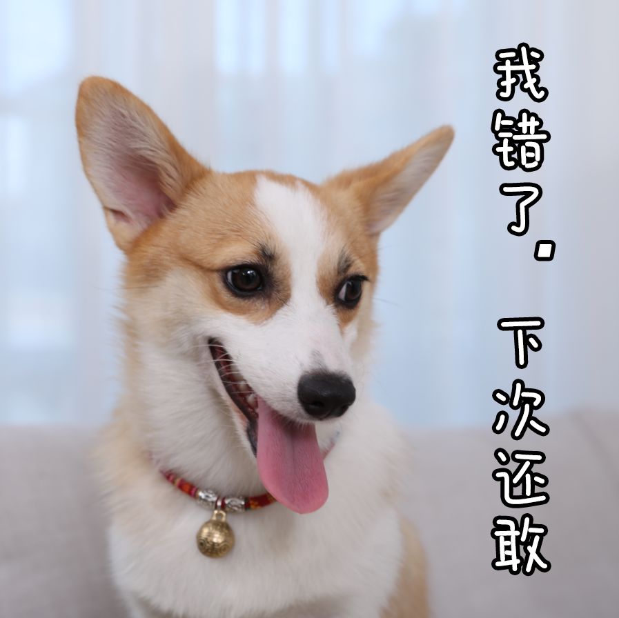 之后再遇到相似的场景,狗狗就会摆出这样的表情,来"敷衍"你一下.