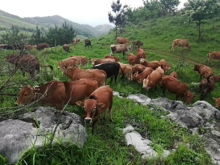 南丹黄牛是在南丹县境内特定自然环境下,由本县各民族群众经长期劳动