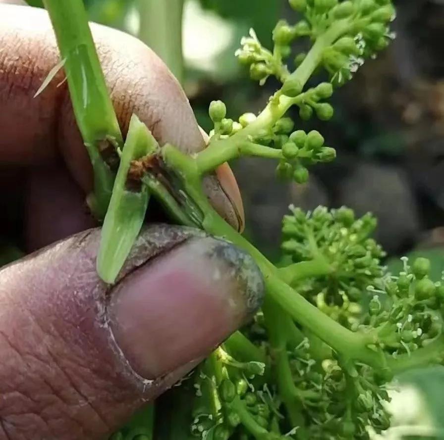 葡萄缺钙的症状图片图片