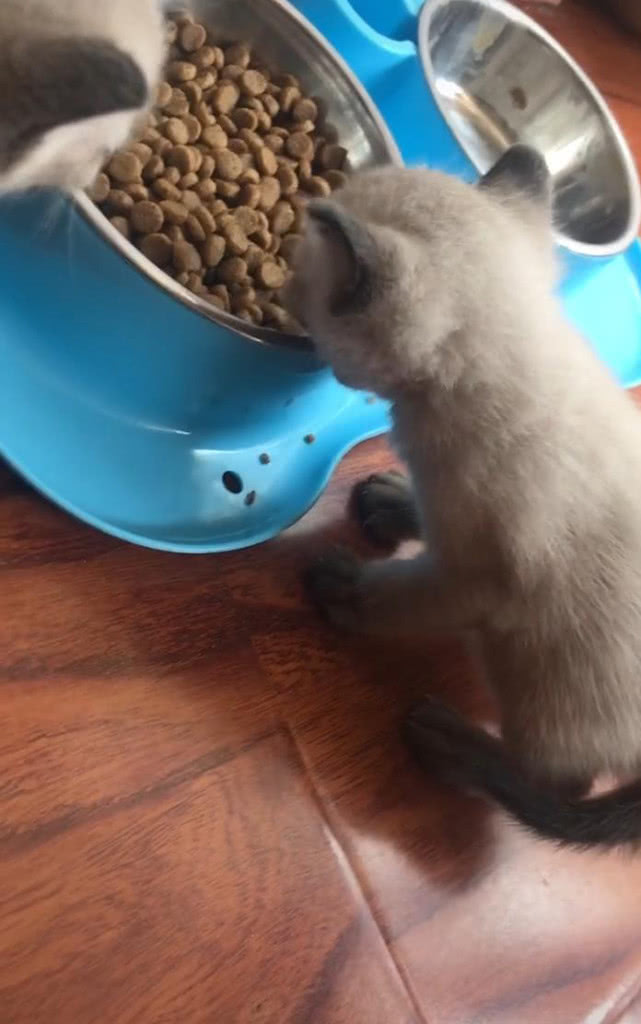 们都围在那里吃猫粮,起初我也没有想太多,以为就是猫吃猫粮这么简单