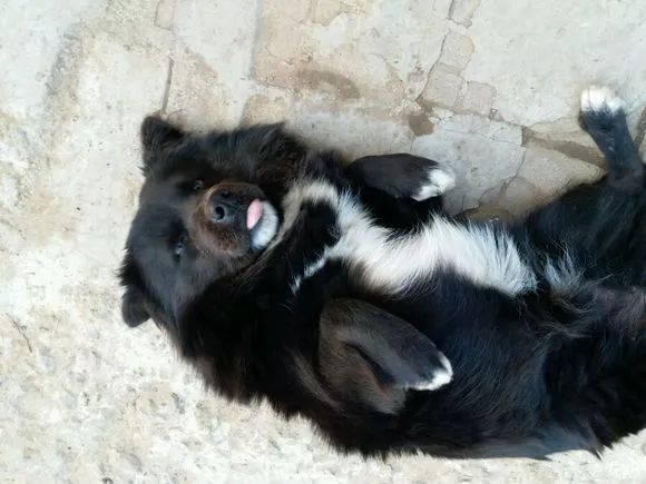 说起"四蹄踏雪,胸部白毛,尾巴尖白",倒想问问认为它们不吉利的这些人