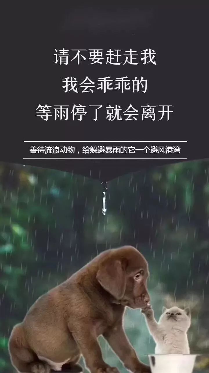 文字/喵大仙儿图片/网络排版/喵大仙儿