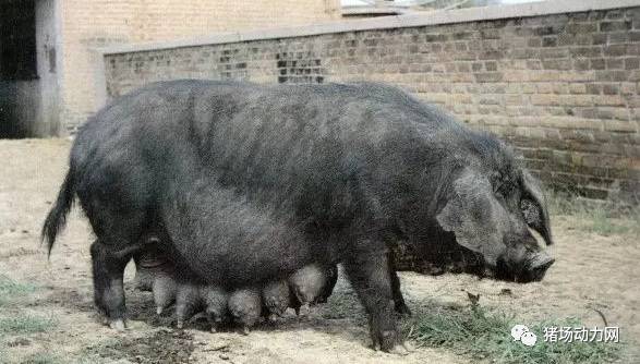 中国最贵的猪图片