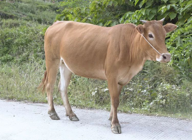 南丹养一头牛奖补2000元